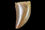 Raptor Tooth - Real Dinosaur Tooth #102348-1